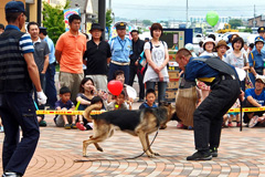 迫力ある警察犬の訓練