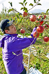 リンゴ栽培の体験