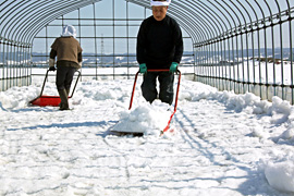 �t�̗z�C�ɍ�Ƃ��i��