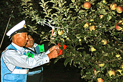 �h�ƃp�g���[��