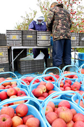 �����S�̎��n���I�Ղ�