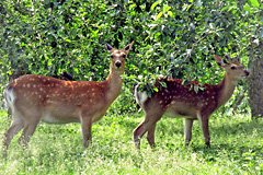 �j�z���W�J