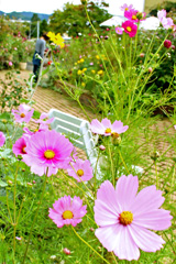 �뉀�̃R�X���X