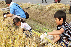 ���̌��c�A�[