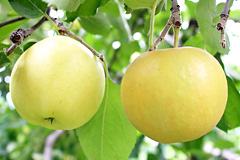 iVɂȃS