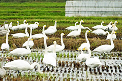 �n�N�`���E