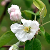 ӂ